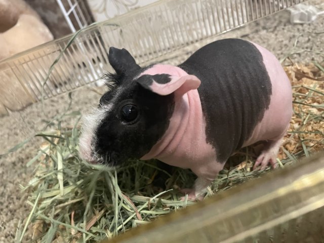Rehoming 3 female guinea pigs - Bonded Trio