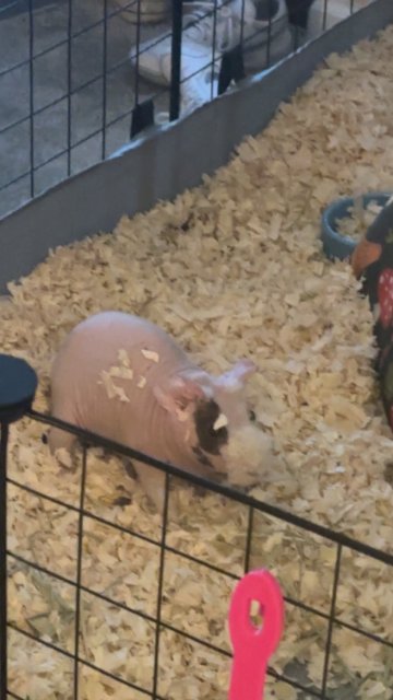 2 male guinea pigs