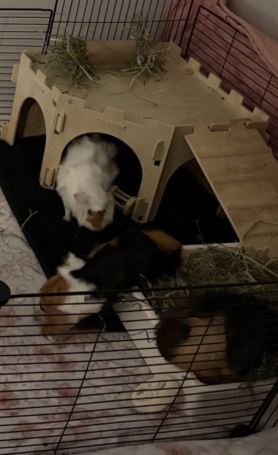 3 female Abyssinian guinea pigs