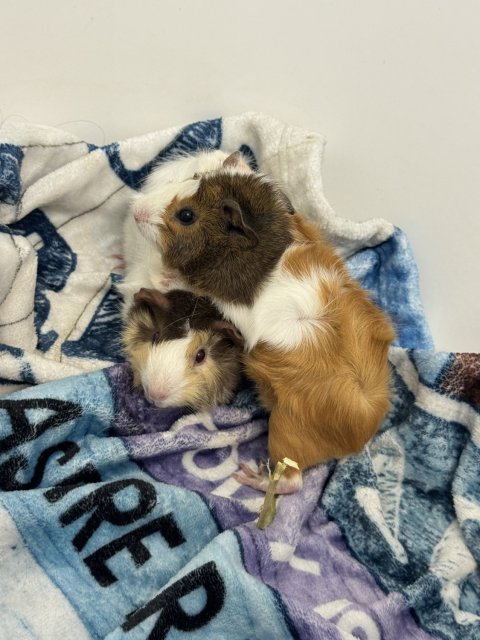2 female guinea pigs need love