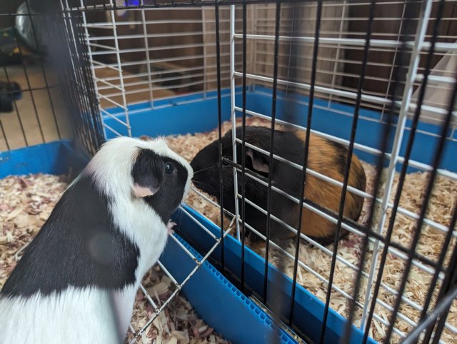 Rehoming 2 Male Guinea Pigs w/ Supplies