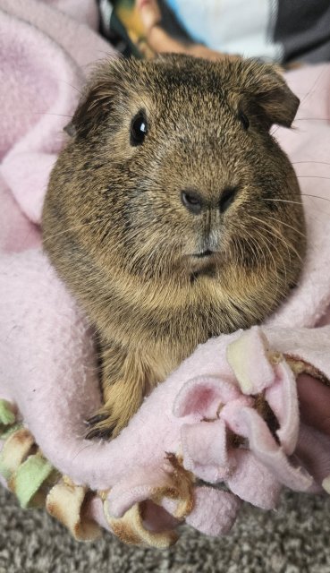 Need to rehome two girls asap