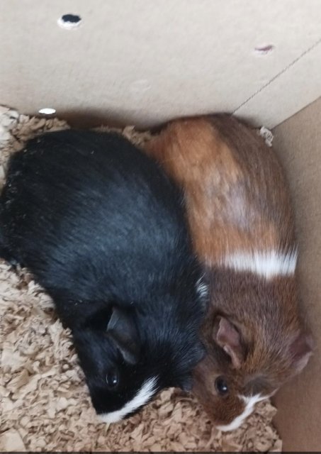 2 Guinea pigs for adoption