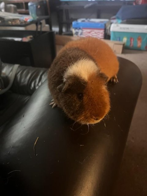 2 bonded male Guinea Pigs need new home