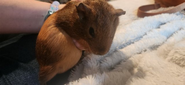 Female Guinea Pigs for Sale