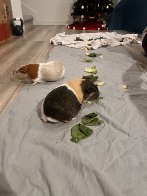 2 bonded females, tons of hay and necessities