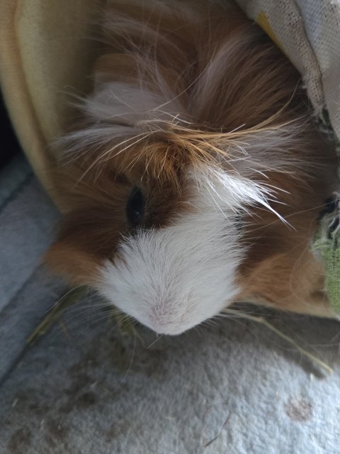 Hi!! My name is Alvin!
