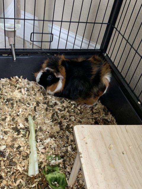 Two Healthy Guinea Pigs. Large Cage Included