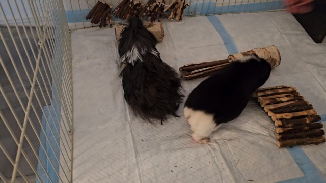 2 Bonded Male Piggies