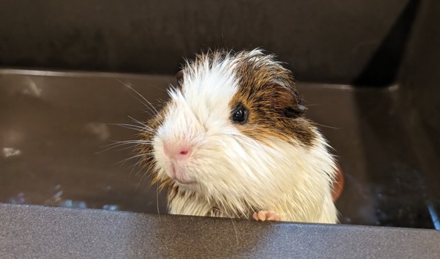 Guinea Pig - One