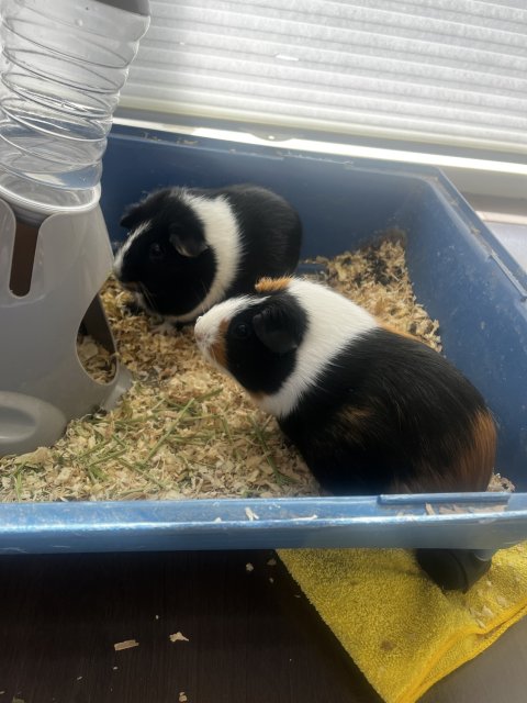 2 female cuties