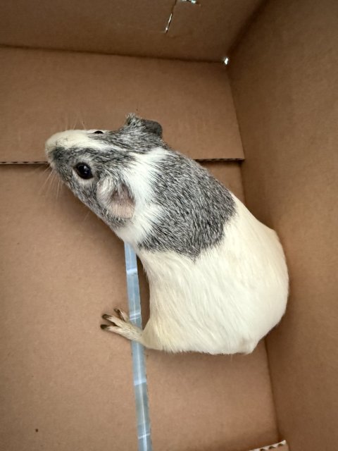 4 males for adoption