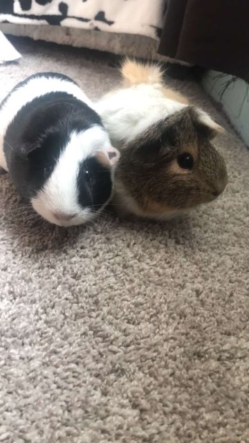 Two sweet piggie girls