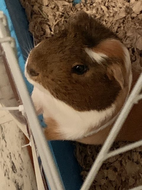 Cute Guinea Needs More TLC