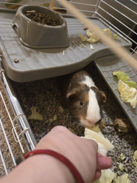 2 10 Month Old Guinea Pigs Up For Adoption!