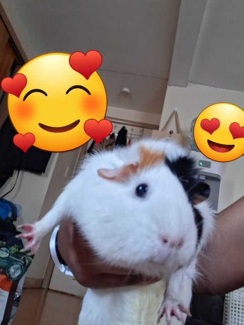 Bonded girlies