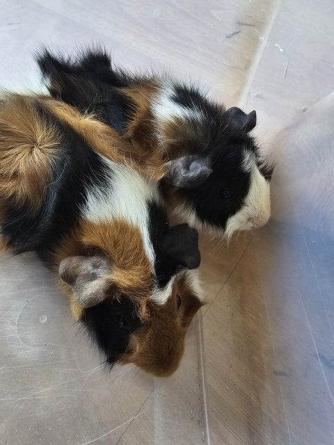 2 young female guinea pigs