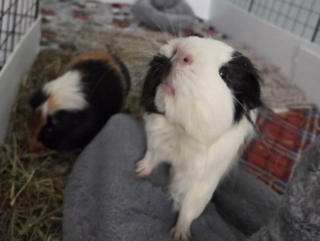Alan and Babe - Rehoming for move to England