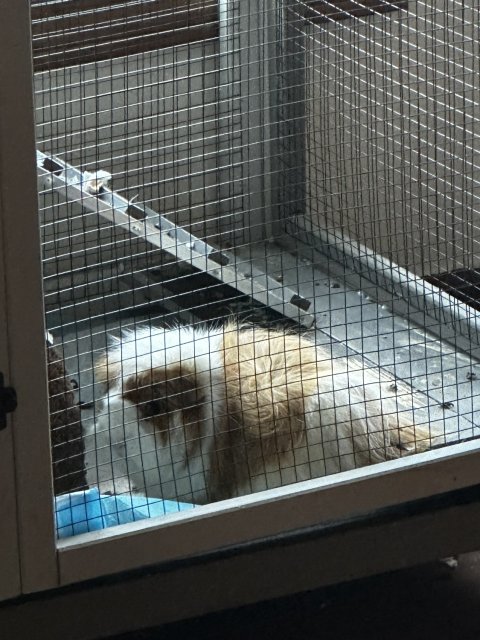 2year old rehome female, comes with large enc