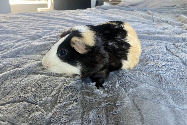 Male guinea pig needs a new home!