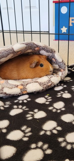 Willow - Approx 3 yr Old Female Guinea Pig