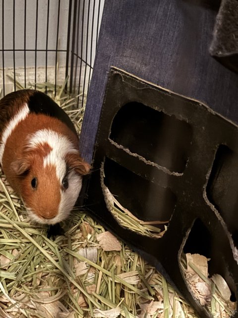 Sweet Bonded Girl Piggies