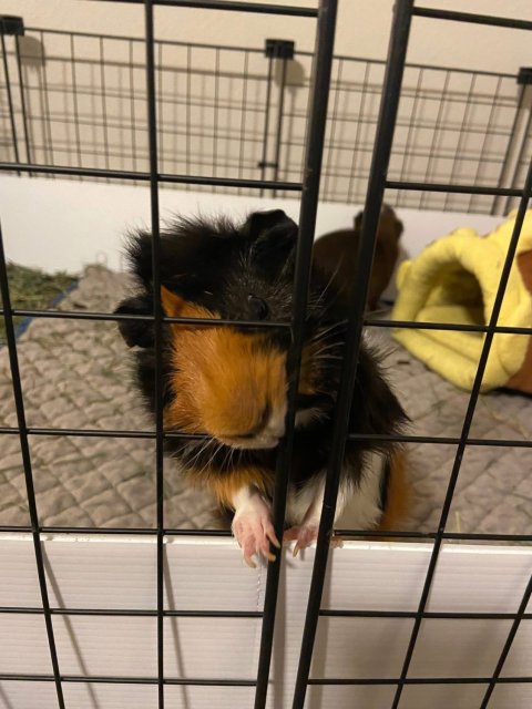 Adult Male Guinea Pig to a Good Home