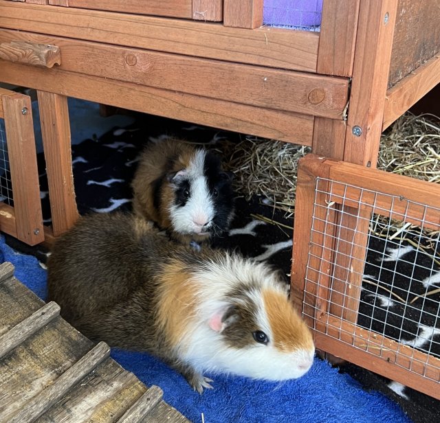 2 Male Bonded Guinea Pigs