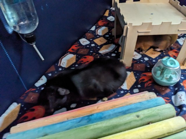 2 healthy boys with great cage