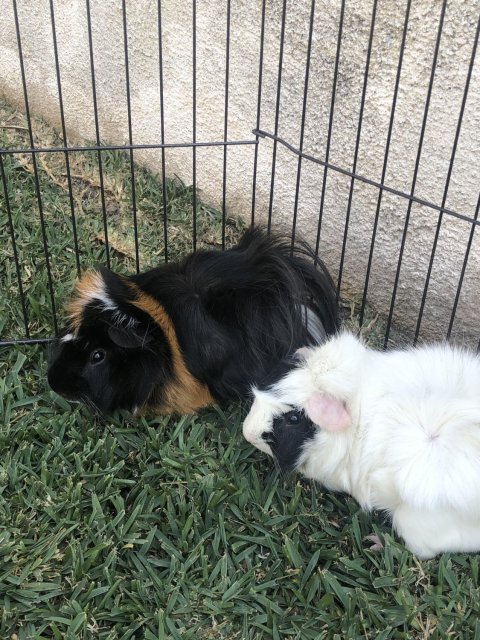 Two Male Bonded 4 Year Old Guinea Pigs