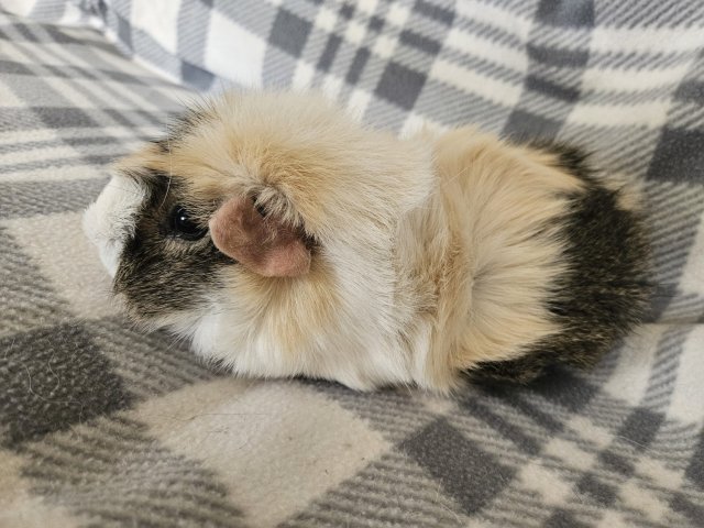 Ron, 3 year old male