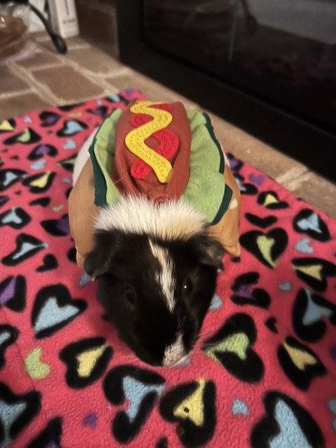 Female Piggie Looking for Companion