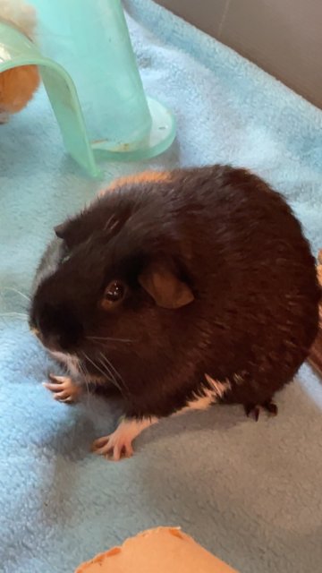 Two adult female guinea pigs