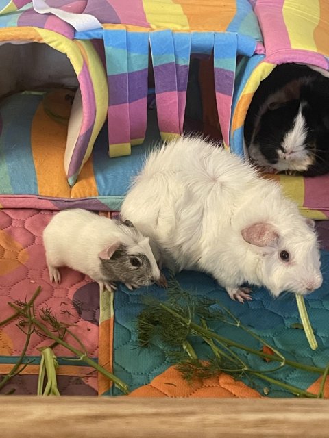 Guinea Pig Pups Available