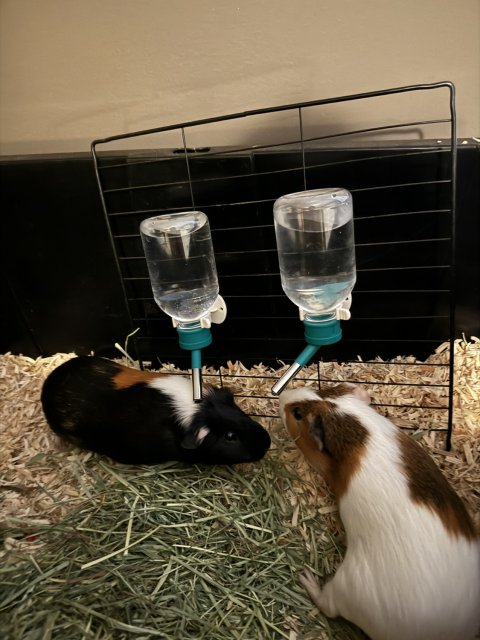 Two Bonded Male Guinea Pigs ~1 year old