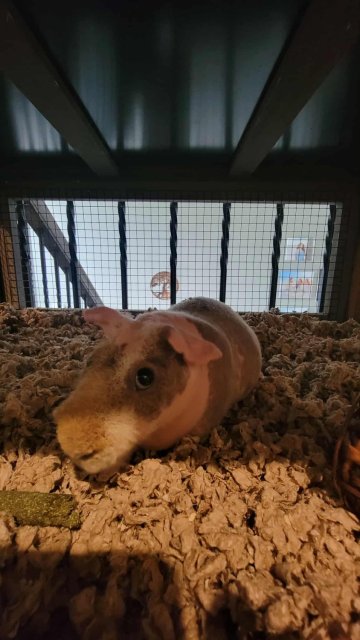 Very Nice Skinny Pig