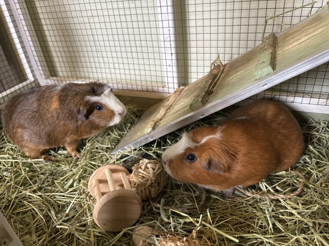 Two female guinea pigs with cage included.