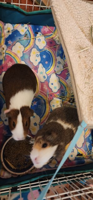 Two Super Sweet Female Guinea Pigs Bonded