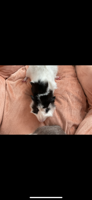 3 boys and 3 girls for adoption
