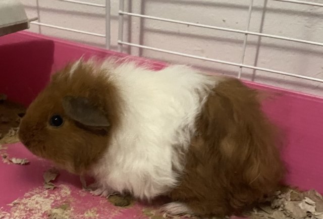 New home for sweet Daisy