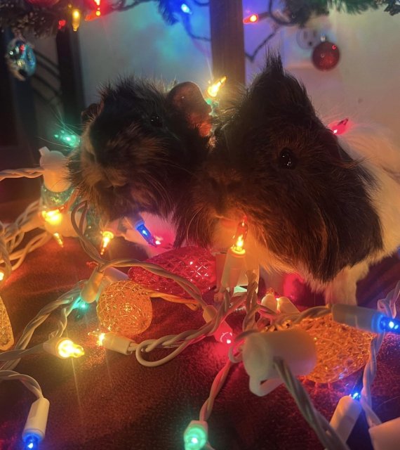 Bonded pair of male piggies