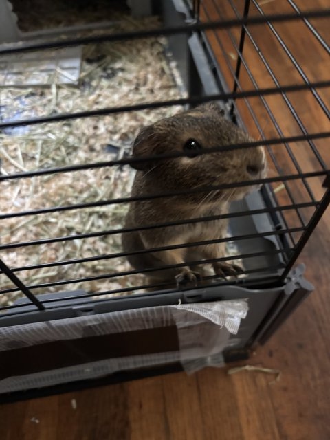 Rehoming female Guinea pig who loves to eat