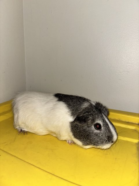 Guinea Pig in Chicago, IL Needs To Be Rehomed