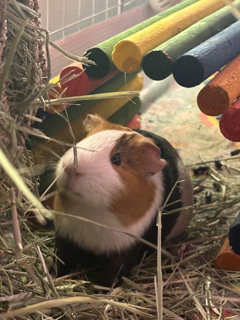 Single Male Guinea Pig Looking For New Home