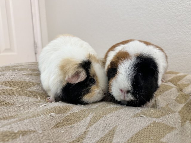 Sweet Sisters! Chrysanthemum &amp;amp; Daffodil