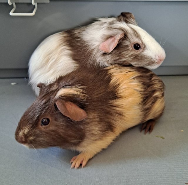 3 female guinea pigs 8 months old