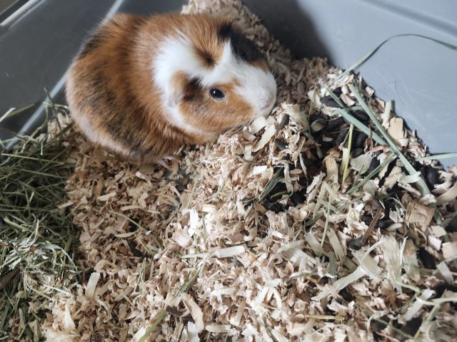 Rehoming needed soon
