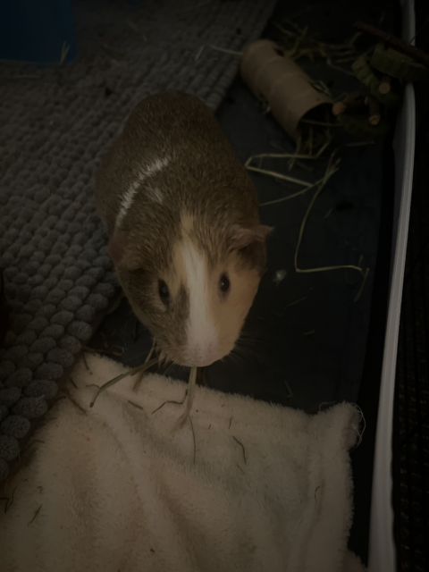 Female Guinea Pig!