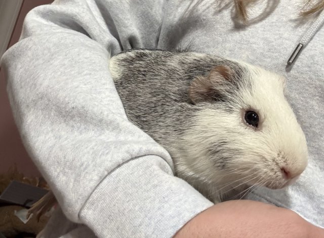 3 MALE Guinea Pigs in need of a good home