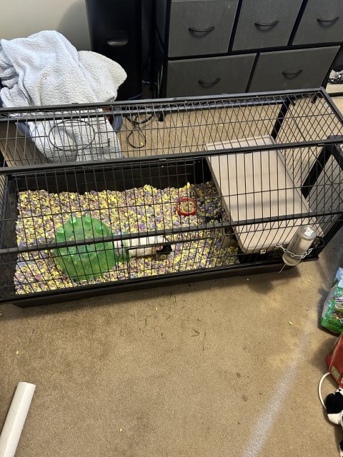 Two Male Guinea Pigs For Sale Columbus